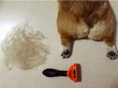 世界上最贵的猫排行榜