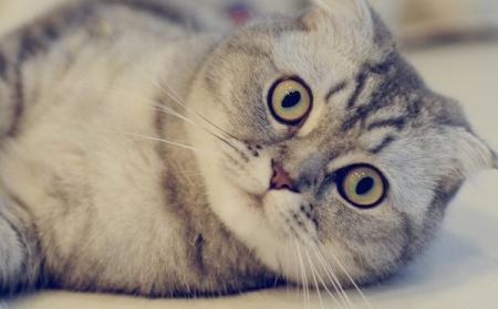 可爱的巴基斯坦沙猫，因被人们喜爱而濒临灭绝？