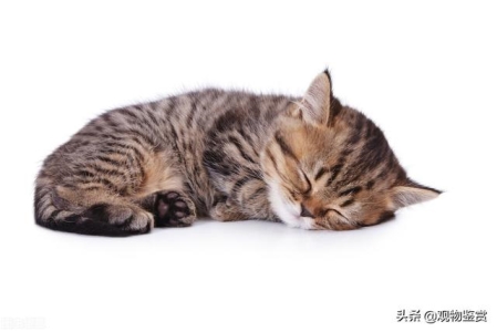 世界十大名贵猫排行榜，草原猫价格昂贵、泰国御猫相传可以招财