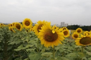 通江县职业高级中学还在招生吗(通江县高明职业高级中学招生电话)