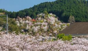 安徽中职高考报名费(安徽中职高考报名费一般是多少钱啊)