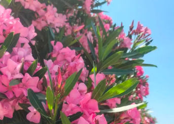 夹竹桃有毒吗？夹竹桃是世界十大剧毒植物之一