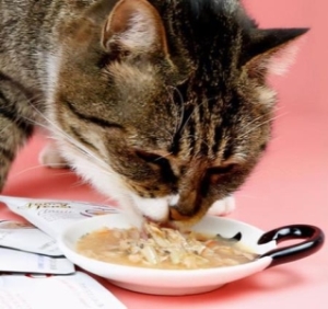 猫猫可以吃的食物有哪些猫猫可以吃的食物有哪些图片