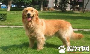 金毛寻回犬如何训练 训练金毛犬从小开始