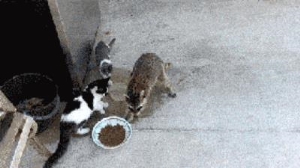 猫不小心吃了人的食物怎么办,当贪吃的喵星人被抢了食物