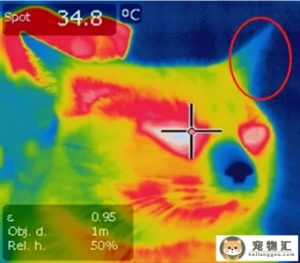 猫耳朵热正常吗猫耳朵发烫正常吗