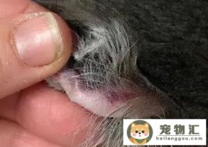 猫耳朵热正常吗猫耳朵发烫正常吗