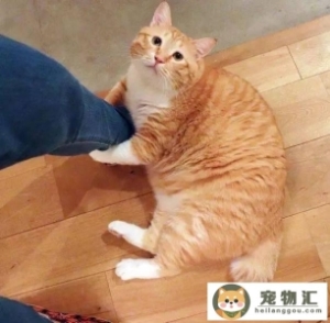 7种常见宠物猫的价格你买贵了吗几种常见宠物猫价格