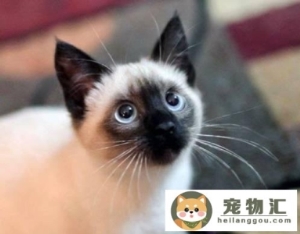 7种常见宠物猫的价格你买贵了吗几种常见宠物猫价格