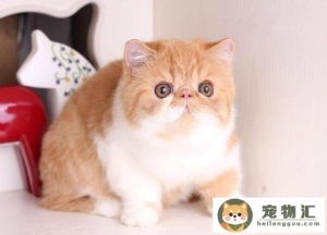 7种常见宠物猫的价格你买贵了吗几种常见宠物猫价格