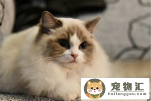 7种常见宠物猫的价格你买贵了吗几种常见宠物猫价格