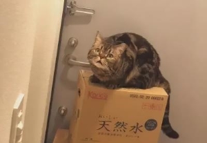 猫不小心吃了人的食物怎么办,当贪吃的喵星人被抢了食物