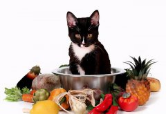 猫咪的十大禁忌吃什么