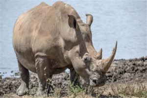 地球上的巨型生物 地球陆地10大巨型生物排行榜