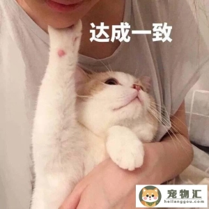 最好养的十大猫咪排行家里适合养的猫咪排行榜