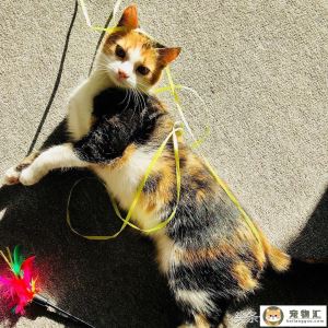 猫喜欢咬数据线怎么办让猫咪不再执着于啃坏数据线的办法