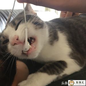 猫喜欢咬数据线怎么办让猫咪不再执着于啃坏数据线的办法