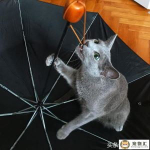 猫喜欢咬数据线怎么办让猫咪不再执着于啃坏数据线的办法