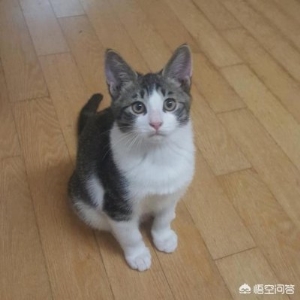 刚拿回来的猫怎么处理刚拿回来的大闸蟹怎么处理