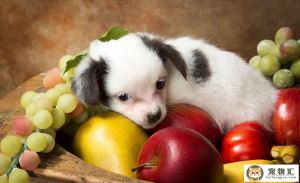 狗狗饮食禁忌狗狗不能吃的十大类食物狗狗绝对不能吃的18种食物