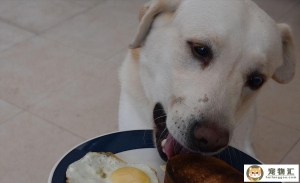 狗狗饮食禁忌狗狗不能吃的十大类食物狗狗绝对不能吃的18种食物