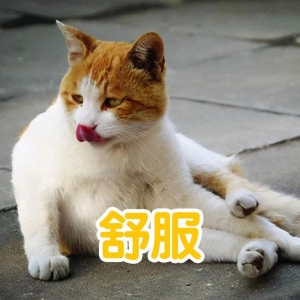 猫咪麻醉一般多长时间能醒过来？猫的镇静与麻醉有什么分别？