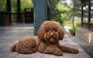 一只泰迪犬的优点和缺点：泰迪犬到底有多聪慧2