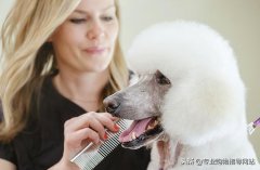 如何成为宠物美容师？在成为正式宠物美容师之前，你需要知道哪些 宠物生活网