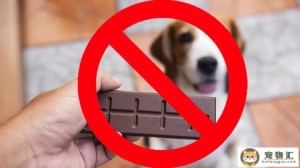 幼犬吃了巧克力多久发作狗吃巧克力一般多久会有反应呢