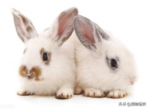 垂耳兔掉毛该怎么处理垂耳兔耳朵掉毛