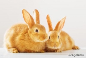 垂耳兔掉毛该怎么处理垂耳兔耳朵掉毛