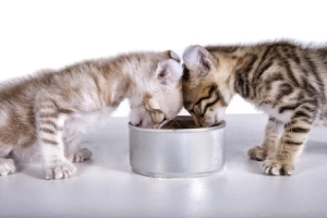 怎么知道猫咪是否感染寄生虫呢？说明肚子里已经爬满虫子了