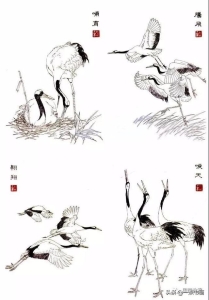 千姿百态仙鹤工笔画 仙鹤的传统工笔画法揭秘2