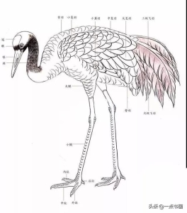 千姿百态仙鹤工笔画 仙鹤的传统工笔画法揭秘7