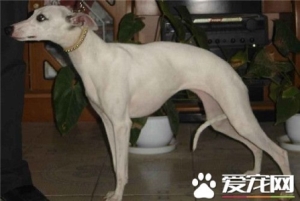 惠比特犬怎么训练 一定要多表扬少责斥