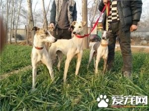 惠比特犬怎么训练 一定要多表扬少责斥