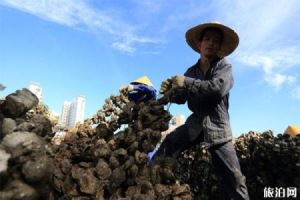 2019钦州蚝情节10月29日开启 附活动时间安排