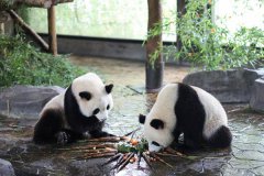 小熊猫背粽子 端午节吃粽子大熊猫