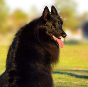 地球上最知名的十大警犬品种 适合当警犬的狗狗排名榜