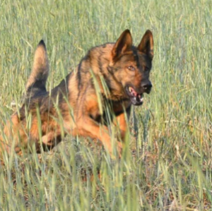 地球上最知名的十大警犬品种 适合当警犬的狗狗排名榜