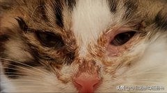 猫咪得了疱症怎么办？教你最简单的方法治疗！