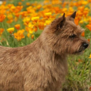 十大不掉毛的狗狗品种 好打理的犬种排行榜