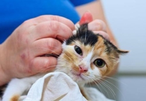 关于猫的耳螨你知道怎么预防吗？