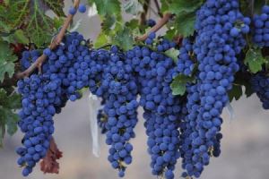 吃葡萄有什么功效和作用 吃葡萄的好处有什么