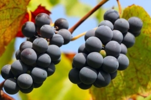 吃葡萄有什么功效和作用 吃葡萄的好处有什么