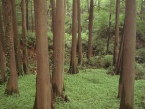 鸡公山波尔登森林公园旅游攻略 信阳的天然氧吧鸡公山风景区波尔登森林公园旅游攻略2