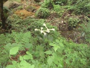 鸡公山波尔登森林公园旅游攻略 信阳的天然氧吧鸡公山风景区波尔登森林公园旅游攻略10