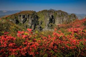 温州看杜鹃花的地方有哪些