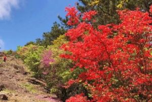 温州看杜鹃花的地方有哪些