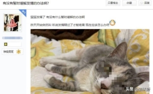 猫咪发情怎么办？如何帮助猫咪缓解发情痛苦？分享真正可行的方法